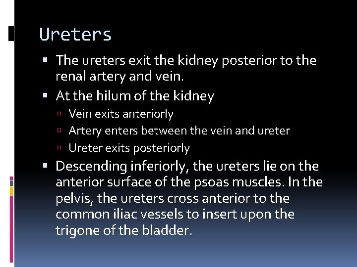 Ureters The ureters exit the kidney posterior to the renal artery and vein. At