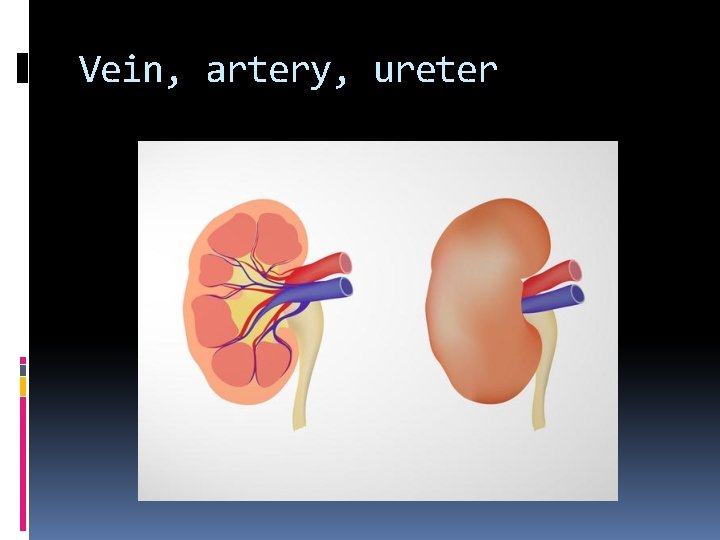 Vein, artery, ureter 