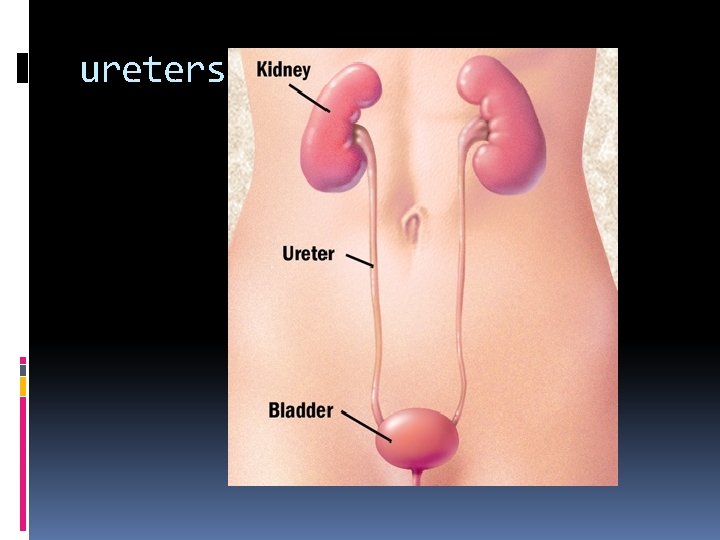 ureters 