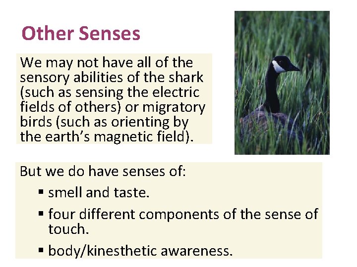 Other Senses We may not have all of the sensory abilities of the shark