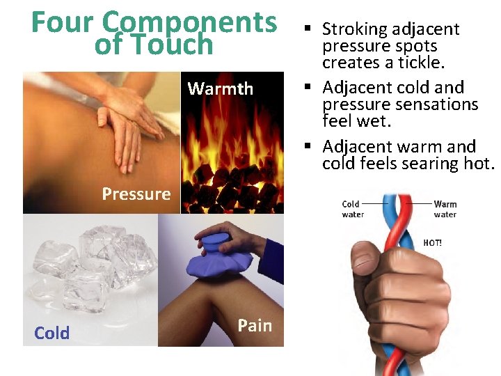 Four Components of Touch Warmth Pressure Cold Pain § Stroking adjacent pressure spots creates