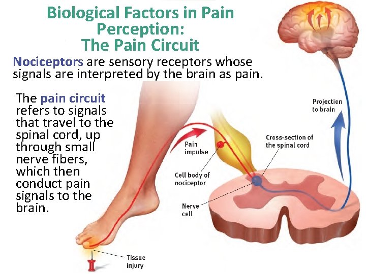 Biological Factors in Pain Perception: The Pain Circuit Nociceptors are sensory receptors whose signals