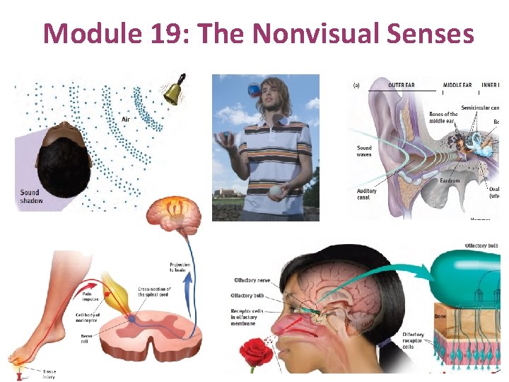 Module 19: The Nonvisual Senses 