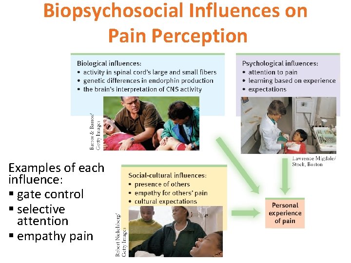 Biopsychosocial Influences on Pain Perception Examples of each influence: § gate control § selective