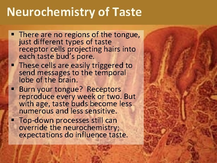Neurochemistry of Taste § There are no regions of the tongue, just different types
