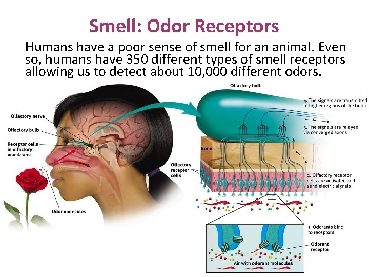 Smell: Odor Receptors Humans have a poor sense of smell for an animal. Even