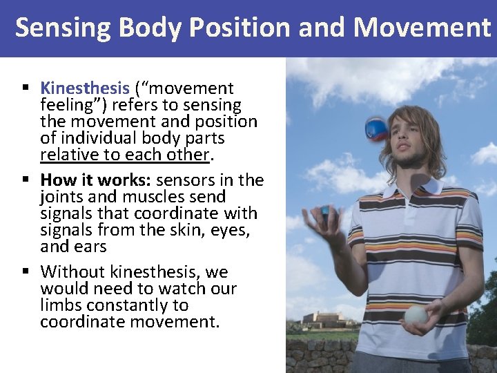 Sensing Body Position and Movement § Kinesthesis (“movement feeling”) refers to sensing the movement