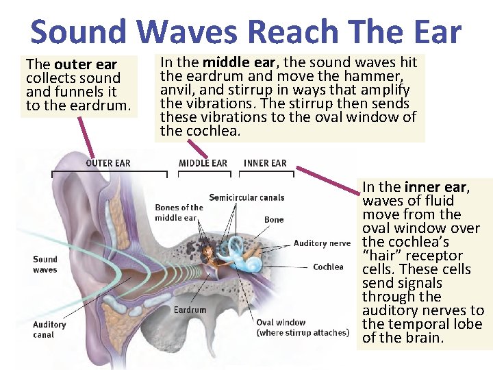 Sound Waves Reach The Ear The outer ear collects sound and funnels it to