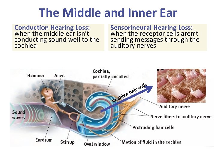 The Middle and Inner Ear Conduction Hearing Loss: when the middle ear isn’t conducting