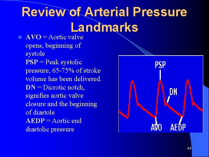 Review of Arterial Pressure Landmarks l AVO = Aortic valve opens, beginning of systole