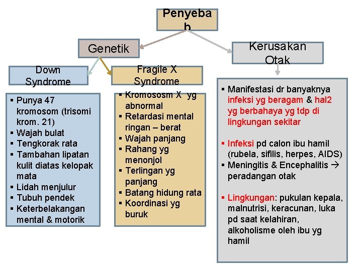 Penyeba b Genetik Down Syndrome § Punya 47 kromosom (trisomi krom. 21) § Wajah