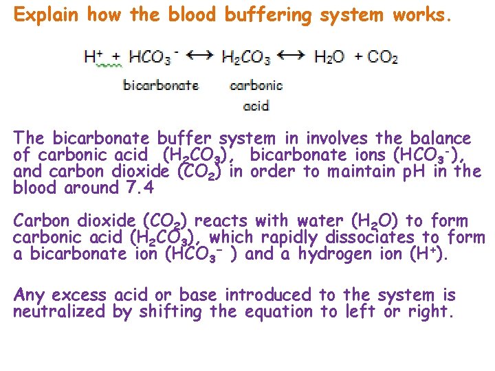 Explain how the blood buffering system works. The bicarbonate buffer system in involves the