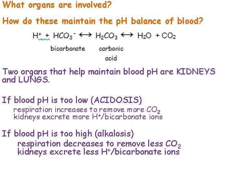 What organs are involved? How do these maintain the p. H balance of blood?