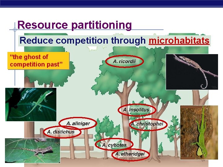 Resource partitioning Reduce competition through microhabitats “the ghost of competition past” AP Biology 