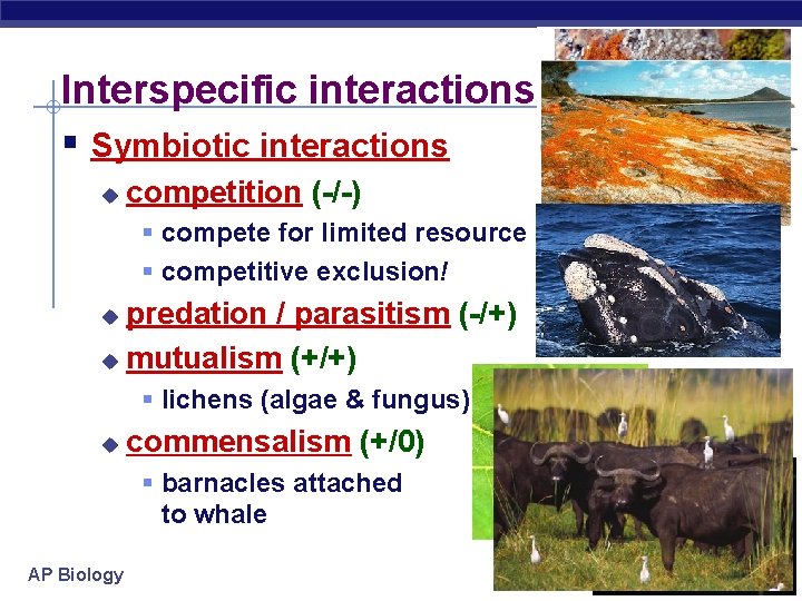 Interspecific interactions § Symbiotic interactions u competition (-/-) § compete for limited resource §
