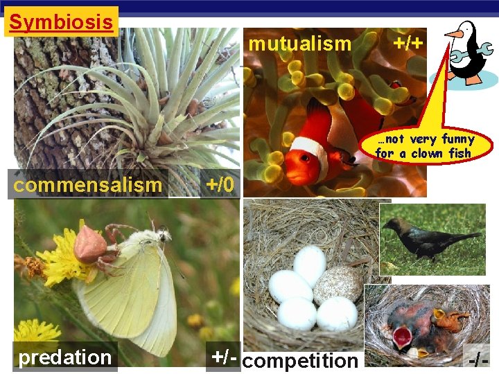 Symbiosis mutualism +/+ …not very funny for a clown fish commensalism +/0 predation +/-