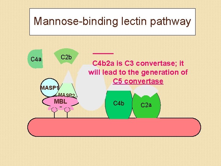 Mannose-binding lectin pathway C 2 b C 4 a MASP 1 MASP 2 MBL