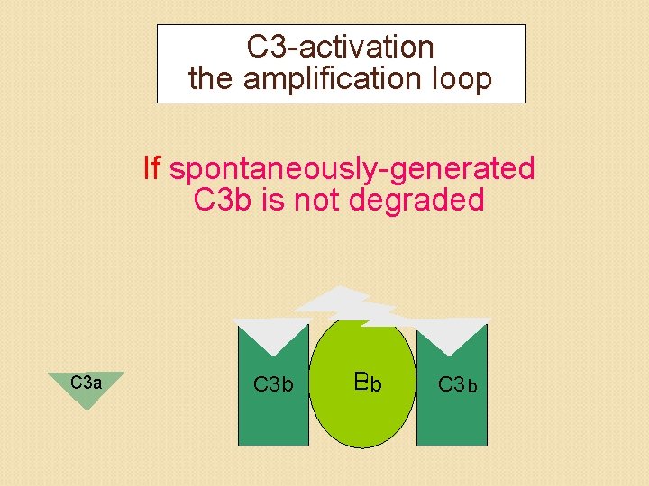 C 3 -activation the amplification loop If spontaneously-generated C 3 b is not degraded