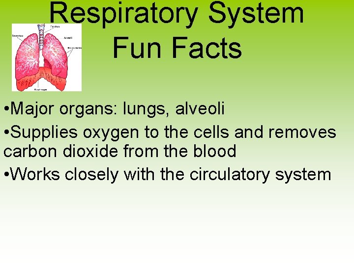Respiratory System Fun Facts • Major organs: lungs, alveoli • Supplies oxygen to the