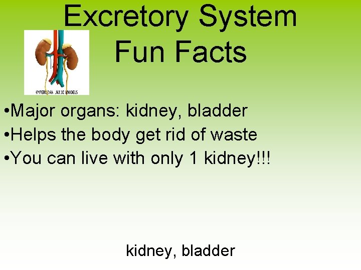 Excretory System Fun Facts • Major organs: kidney, bladder • Helps the body get