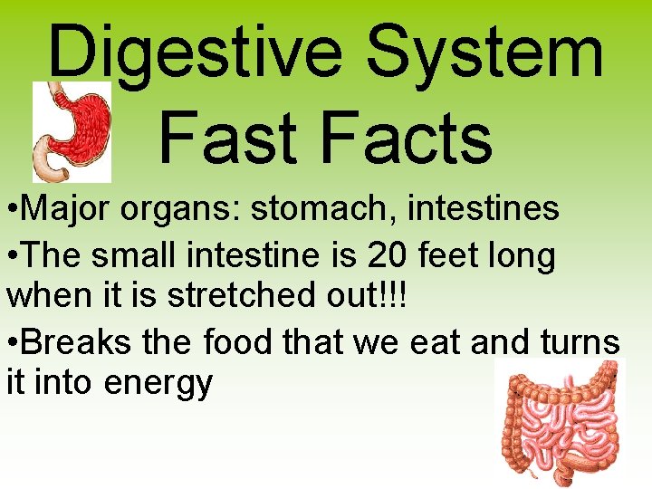 Digestive System Fast Facts • Major organs: stomach, intestines • The small intestine is