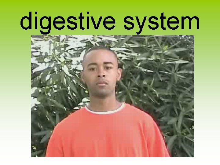 digestive system 