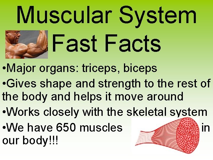 Muscular System Fast Facts • Major organs: triceps, biceps • Gives shape and strength