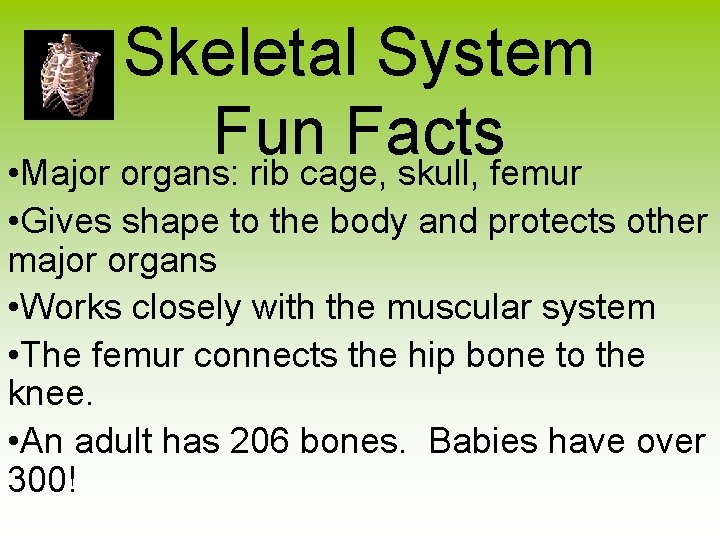 Skeletal System Fun Facts • Major organs: rib cage, skull, femur • Gives shape