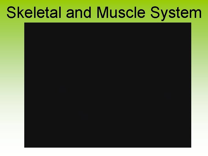 Skeletal and Muscle System 