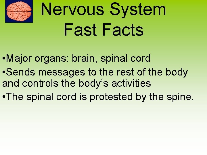 Nervous System Fast Facts • Major organs: brain, spinal cord • Sends messages to