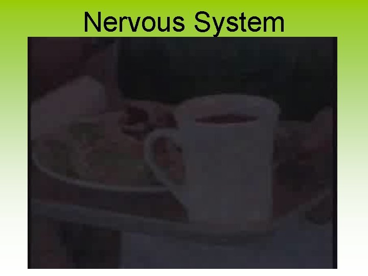 Nervous System 