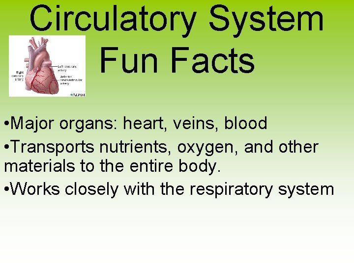 Circulatory System Fun Facts • Major organs: heart, veins, blood • Transports nutrients, oxygen,