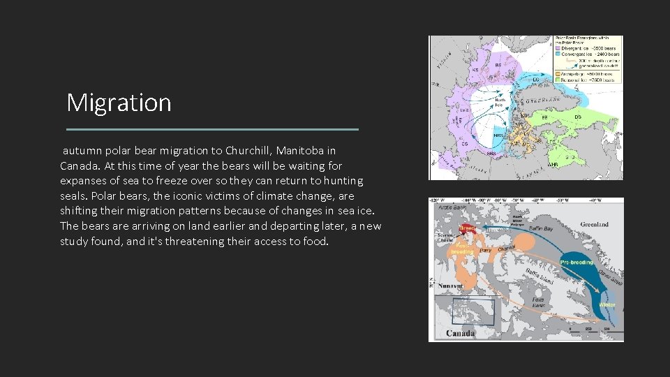 Migration autumn polar bear migration to Churchill, Manitoba in Canada. At this time of Migration autumn polar bear migration to Churchill, Manitoba in Canada. At this time of