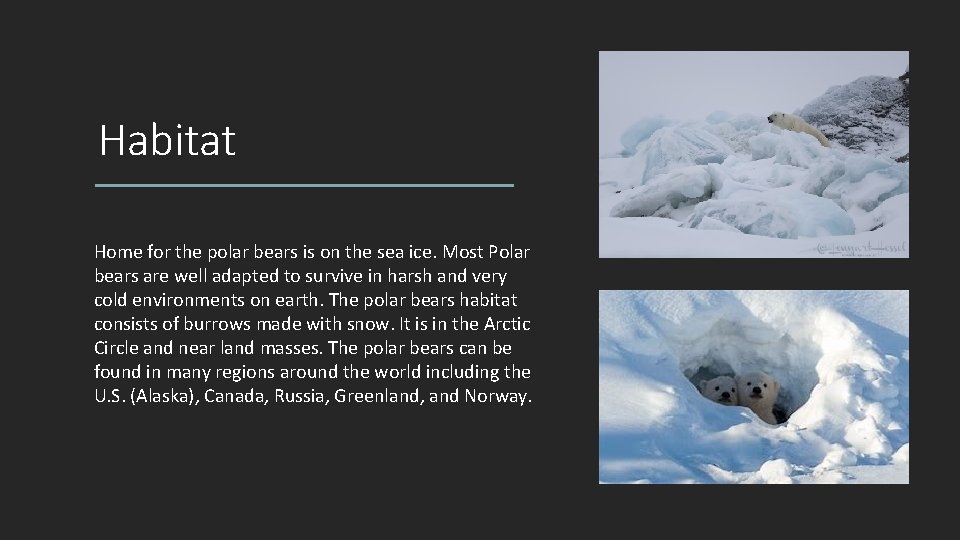 Habitat Home for the polar bears is on the sea ice. Most Polar bears Habitat Home for the polar bears is on the sea ice. Most Polar bears