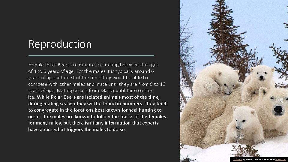 Reproduction Female Polar Bears are mature for mating between the ages of 4 to Reproduction Female Polar Bears are mature for mating between the ages of 4 to