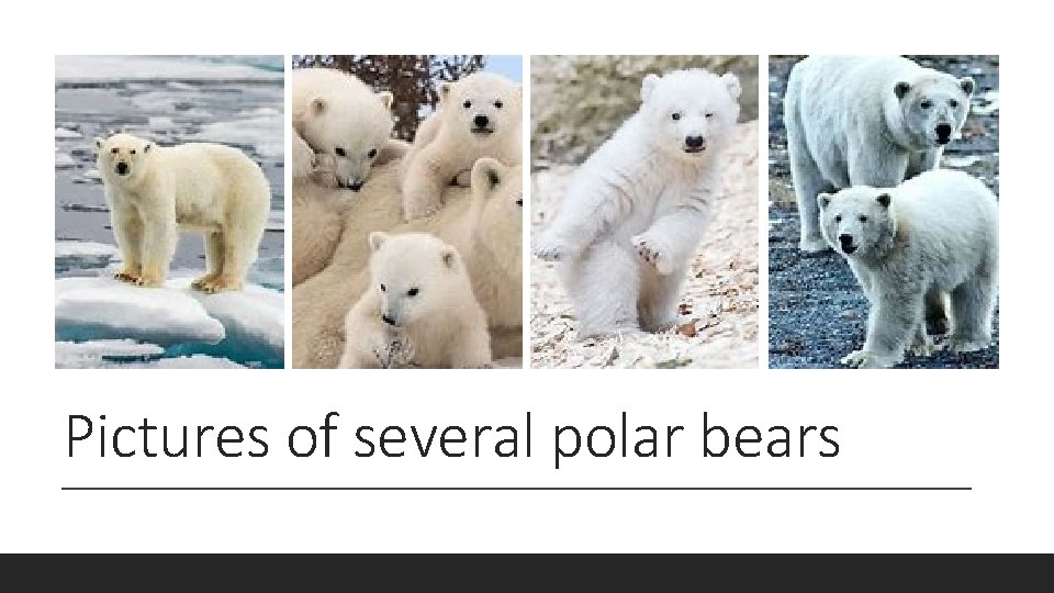 Pictures of several polar bears  Pictures of several polar bears