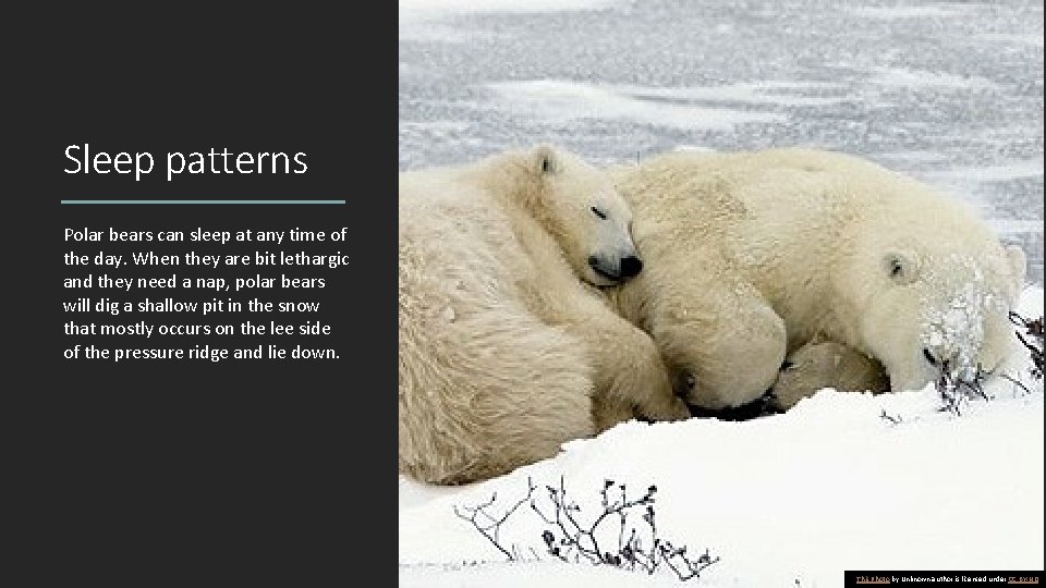 Sleep patterns Polar bears can sleep at any time of the day. When they Sleep patterns Polar bears can sleep at any time of the day. When they