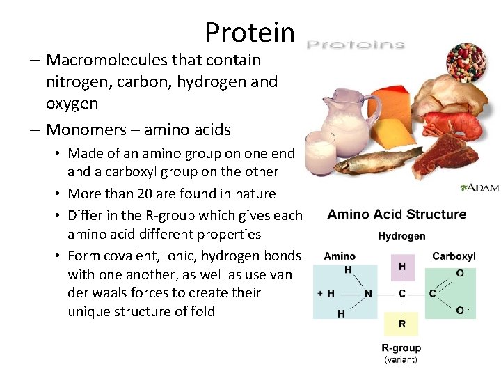 Protein – Macromolecules that contain nitrogen, carbon, hydrogen and oxygen – Monomers – amino