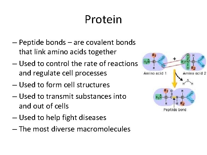 Protein – Peptide bonds – are covalent bonds that link amino acids together –