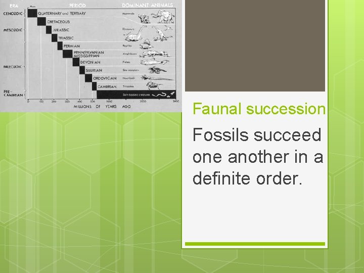 Faunal succession Fossils succeed one another in a definite order. 