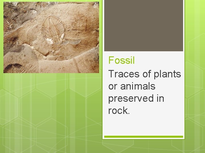 Fossil Traces of plants or animals preserved in rock. 