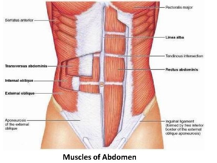 Muscles of Abdomen 