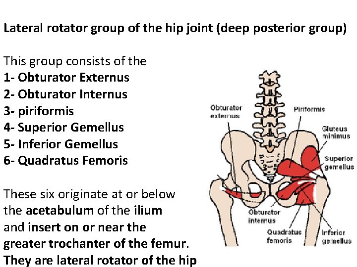 Lateral rotator group of the hip joint (deep posterior group) This group consists of