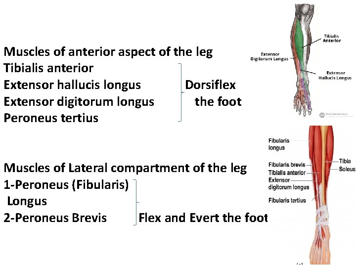Muscles of anterior aspect of the leg Tibialis anterior Extensor hallucis longus Dorsiflex Extensor