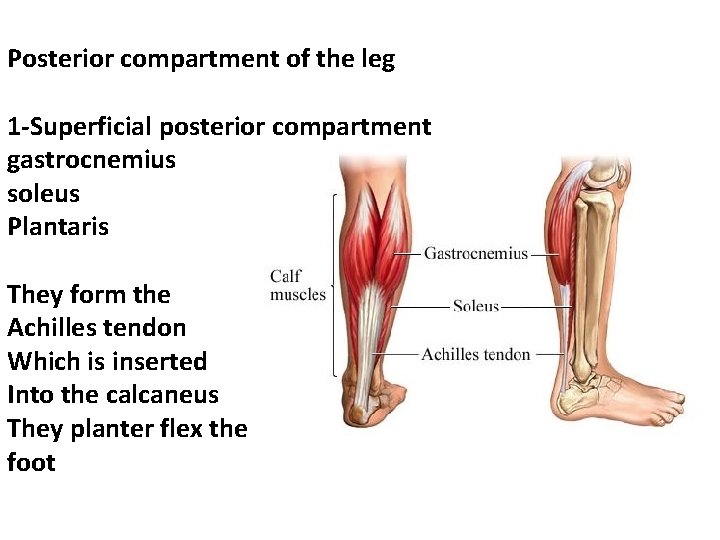 Posterior compartment of the leg 1 -Superficial posterior compartment gastrocnemius soleus Plantaris They form
