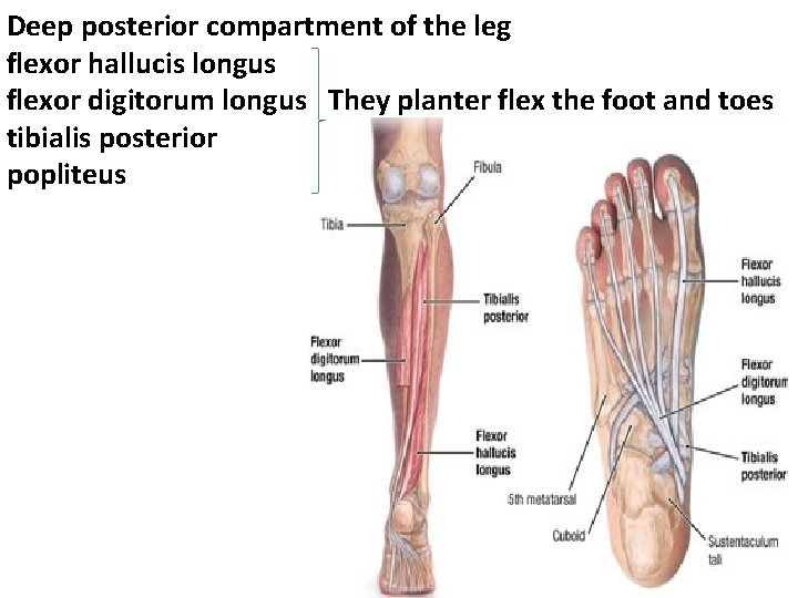 Deep posterior compartment of the leg flexor hallucis longus flexor digitorum longus They planter