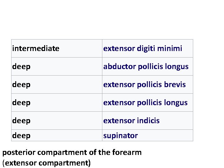 intermediate extensor digiti minimi deep abductor pollicis longus deep extensor pollicis brevis deep extensor