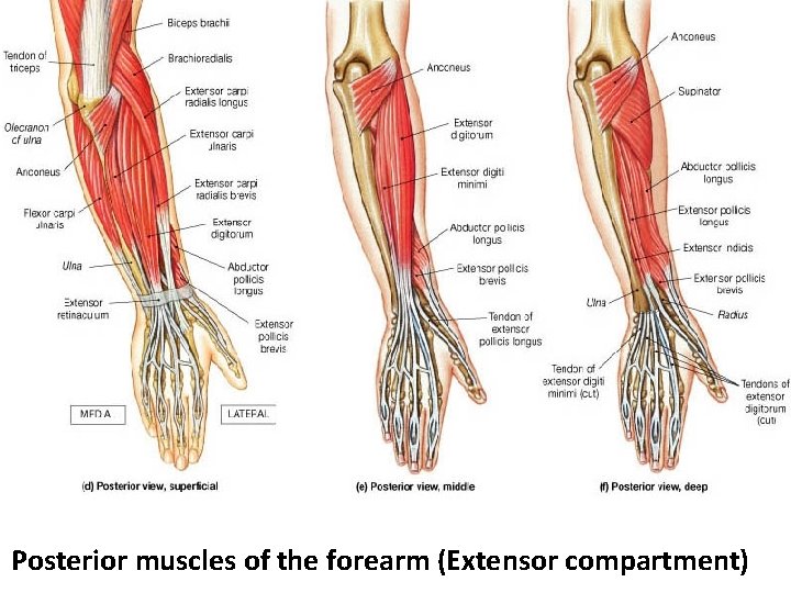 Posterior muscles of the forearm (Extensor compartment) 