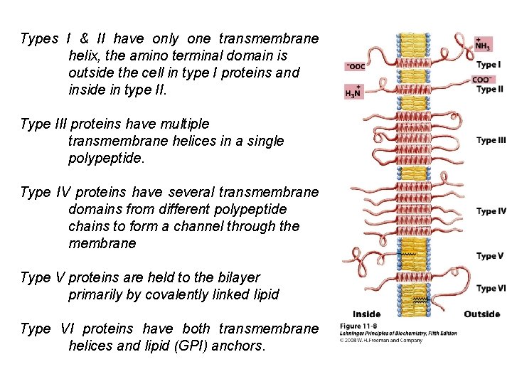 Types I & II have only one transmembrane helix, the amino terminal domain is