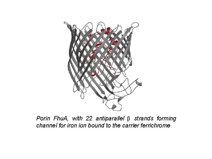 Porin Fhu. A, with 22 antiparallel β strands forming channel for iron ion bound